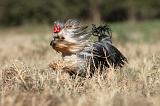 YORKSHIRE TERRIER 241